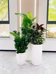 宁波北仑植物租摆专业